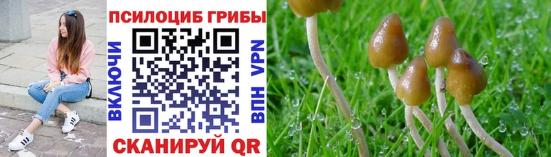 Псилоцибиновые грибы Psilocybe  где найти   Звенигород 